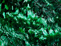 Natural Silky Malachite Specimens x 3 From Kasompe, Congo - Toprock Gemstones and Minerals 