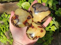 Polished Septerye Hearts x 12 From Mahajanga, Madagascar
