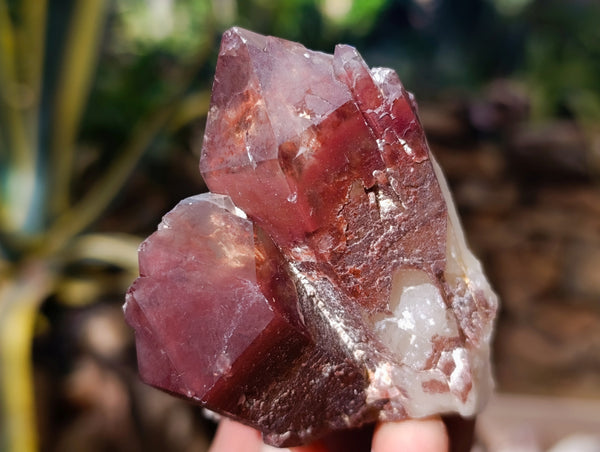 Natural Red Hematoid Quartz Clusters x 12 From Karoi, Zimbabwe