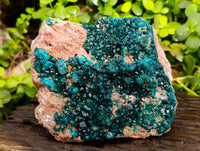 Natural Classic Large Dioptase On Dolomite Cabinet Specimen x 1 From Likasi, Congo