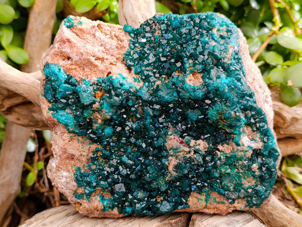 Natural Classic Large Dioptase On Dolomite Cabinet Specimen x 1 From Likasi, Congo