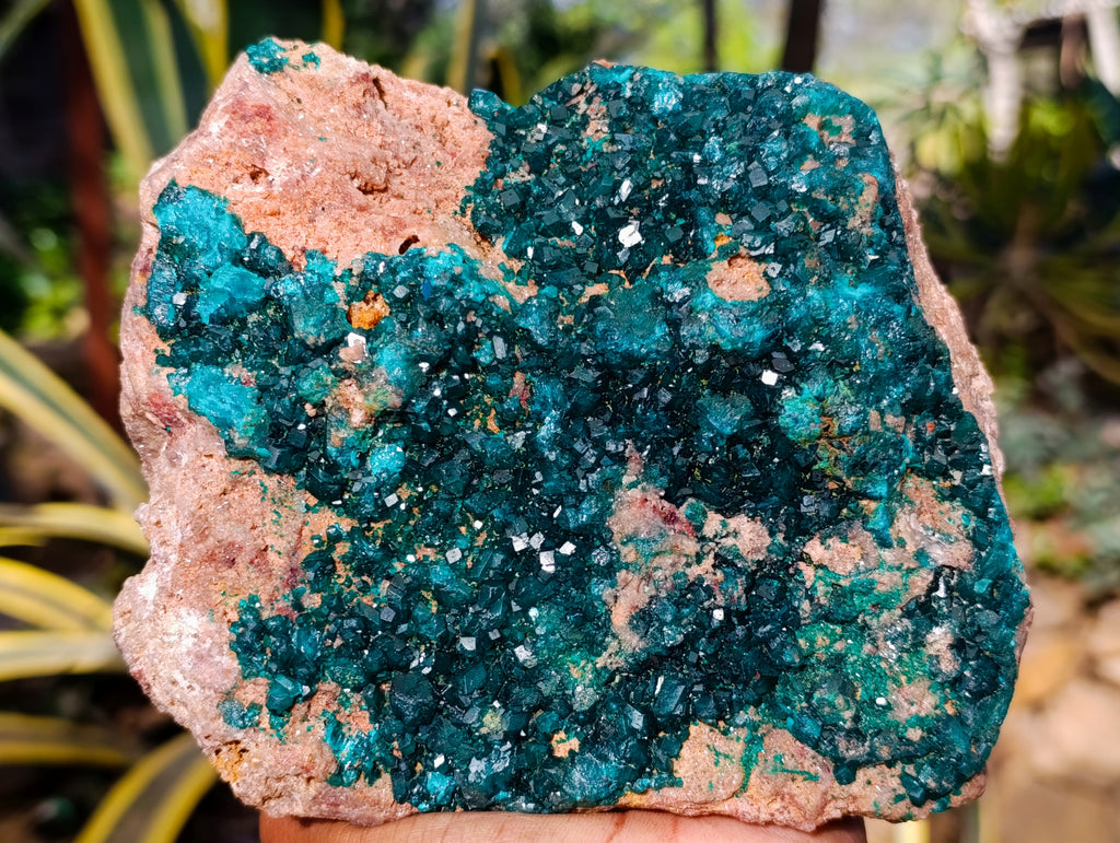 Natural Classic Large Dioptase On Dolomite Cabinet Specimen x 1 From Likasi, Congo - Toprock Gemstones and Minerals 