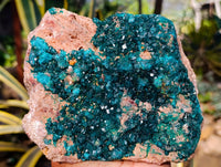 Natural Classic Large Dioptase On Dolomite Cabinet Specimen x 1 From Likasi, Congo