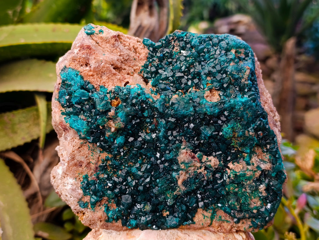 Natural Classic Large Dioptase On Dolomite Cabinet Specimen x 1 From Likasi, Congo - Toprock Gemstones and Minerals 