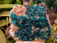 Natural Classic Large Dioptase On Dolomite Cabinet Specimen x 1 From Likasi, Congo