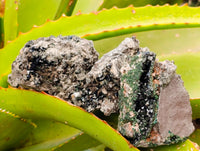 Natural Libethenite Crystals On Dolomite Matrix Specimens x 7 From Shituru, Congo