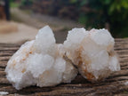 Natural White Cactus Flower Spirit Quartz Clusters x 12 From South Africa - Toprock Gemstones and Minerals 