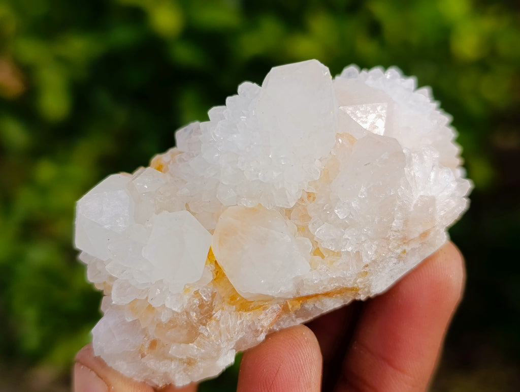 Natural White Cactus Flower Spirit Quartz Clusters x 12 From South Africa - Toprock Gemstones and Minerals 