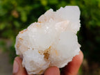 Natural White Cactus Flower Spirit Quartz Clusters x 12 From South Africa - Toprock Gemstones and Minerals 