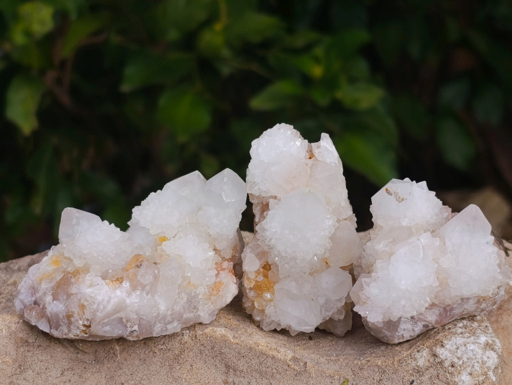 Natural White Cactus Flower Spirit Quartz Clusters x 12 From South Africa - Toprock Gemstones and Minerals 