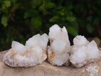 Natural White Cactus Flower Spirit Quartz Clusters x 12 From South Africa - Toprock Gemstones and Minerals 