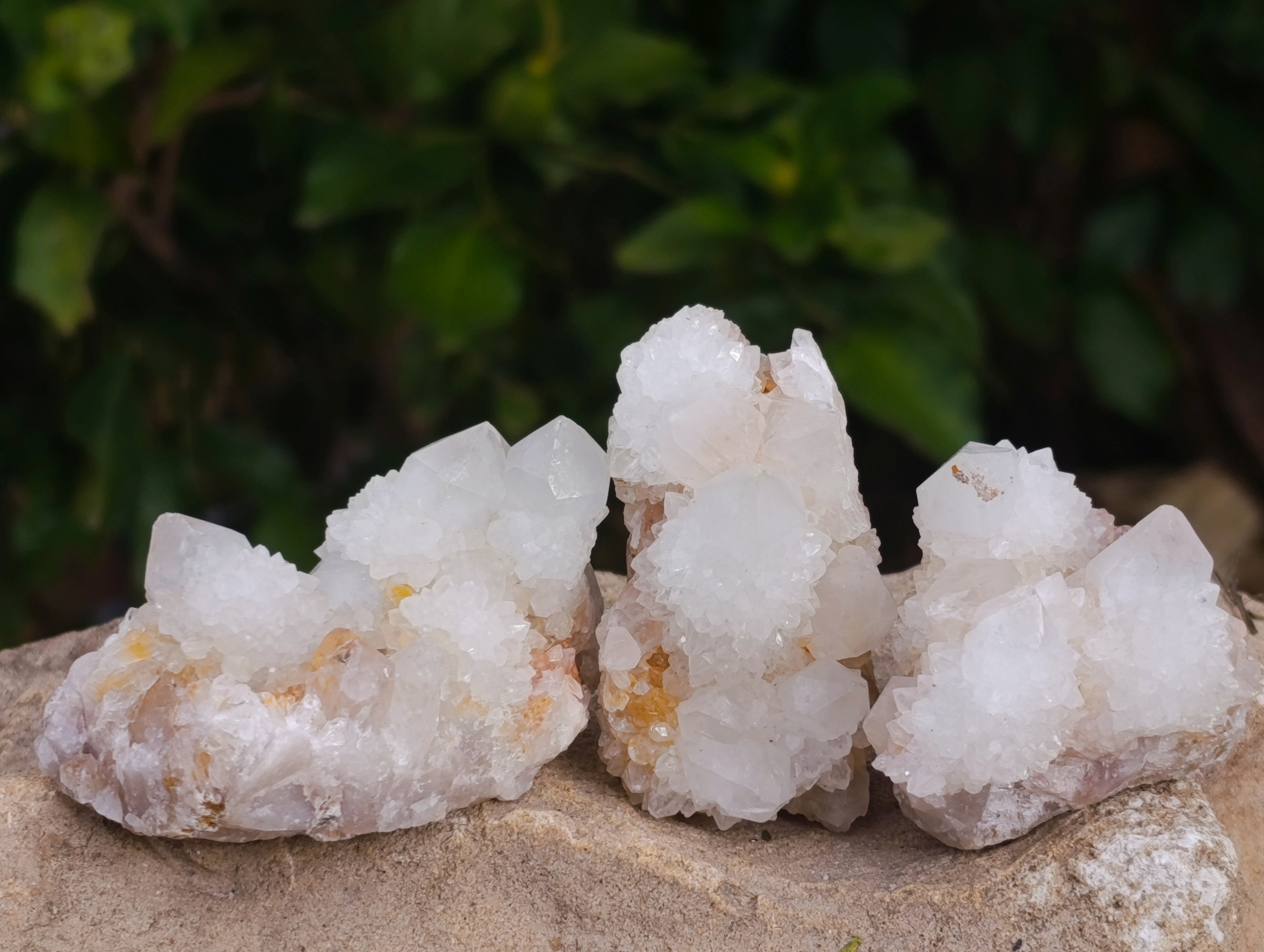 Natural White Cactus Flower Spirit Quartz Clusters x 12 From South Africa - Toprock Gemstones and Minerals 