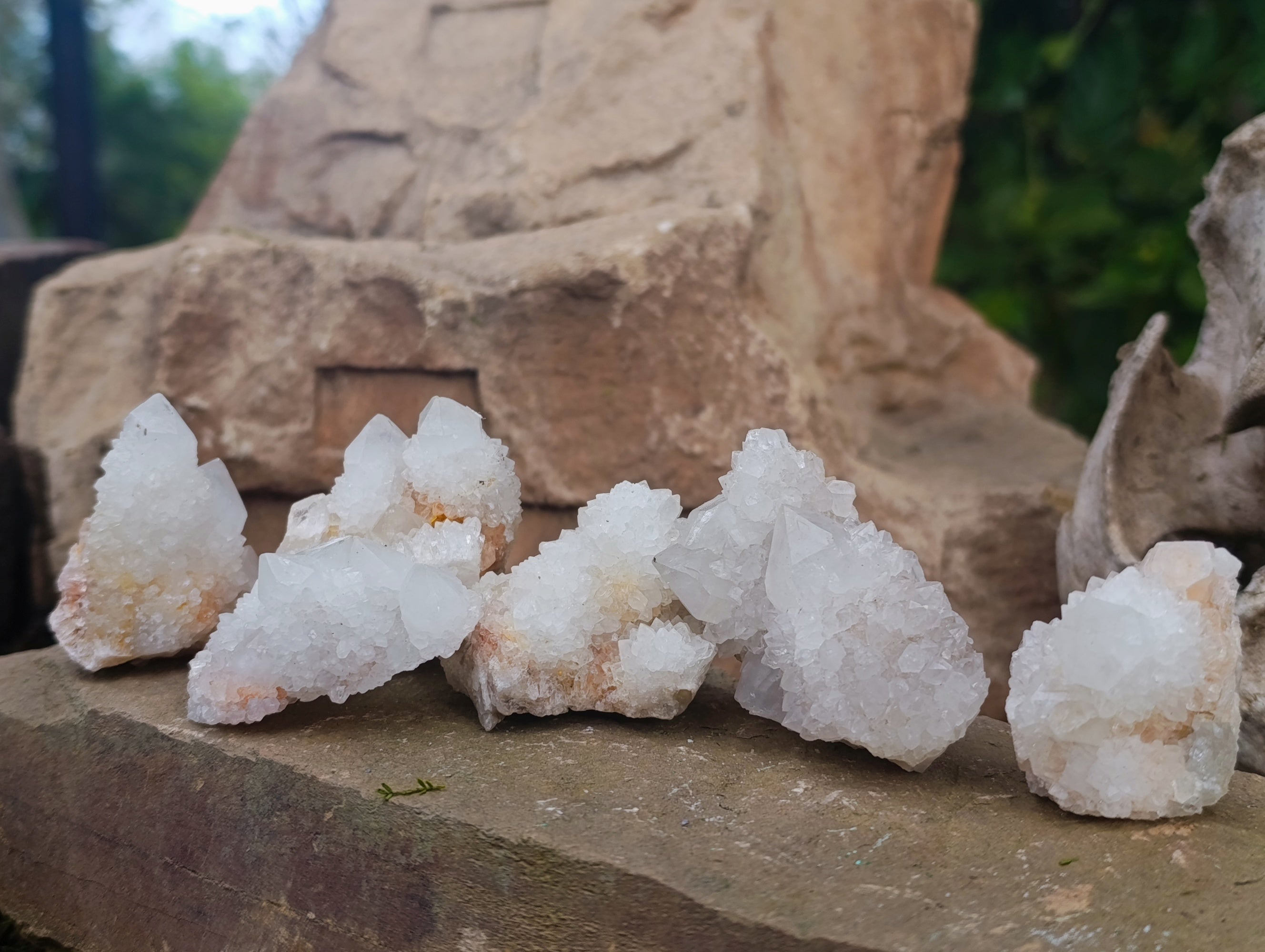 Natural White Cactus Flower Spirit Quartz Clusters x 12 From South Africa - Toprock Gemstones and Minerals 