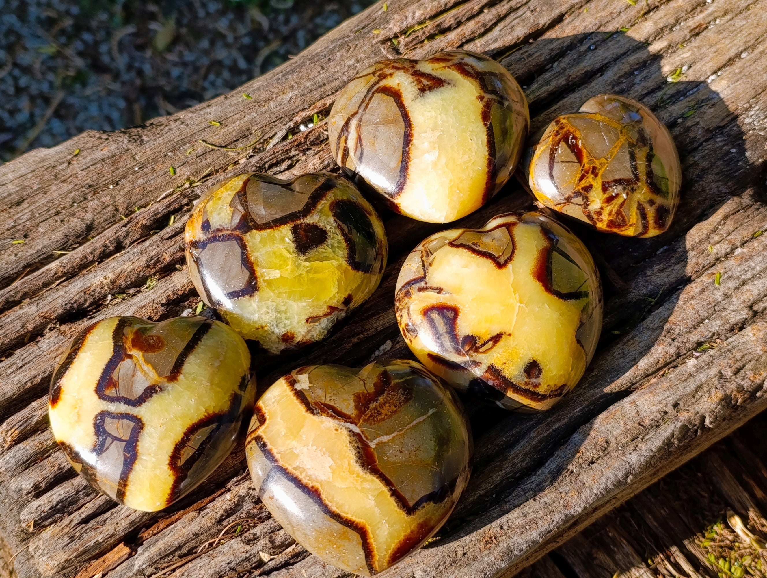 Polished Fossilized Septerye Hearts x 6 From Mahajanga, Madagascar - Toprock Gemstones and Minerals 