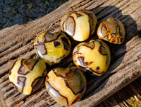 Polished Fossilized Septerye Hearts x 6 From Mahajanga, Madagascar
