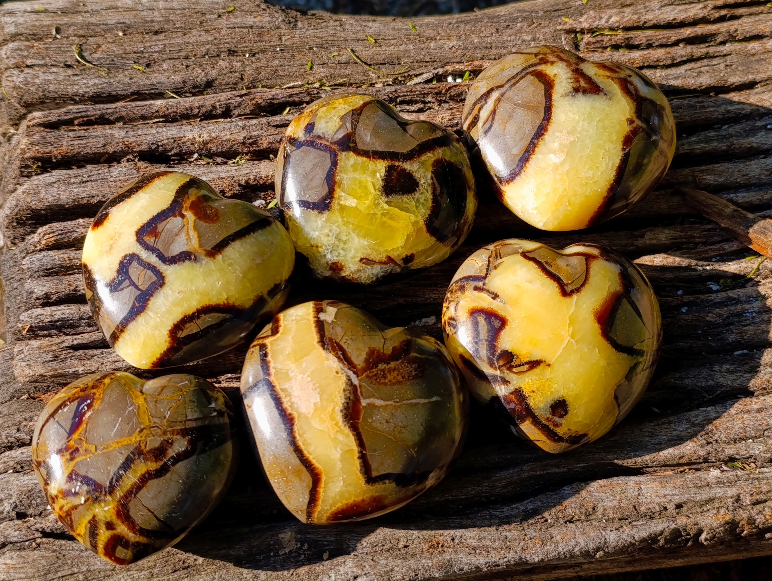 Polished Fossilized Septerye Hearts x 6 From Mahajanga, Madagascar - Toprock Gemstones and Minerals 