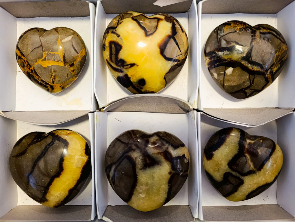 Polished Fossilized Septerye Hearts x 6 From Mahajanga, Madagascar - Toprock Gemstones and Minerals 