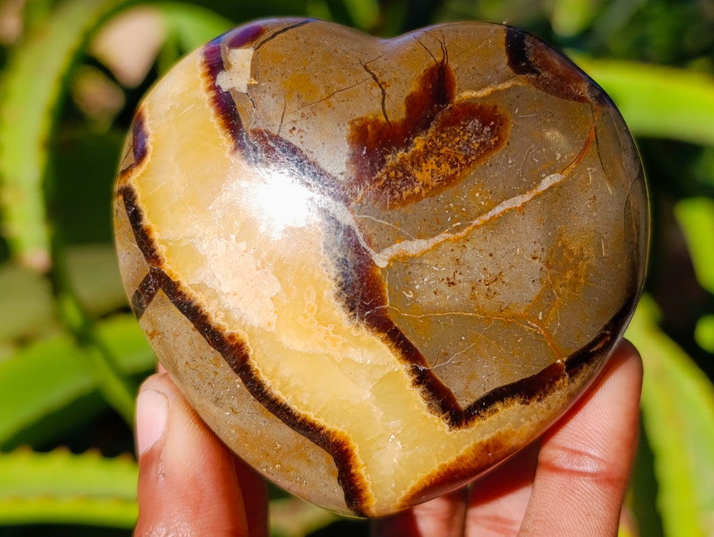 Polished Fossilized Septerye Hearts x 6 From Mahajanga, Madagascar - Toprock Gemstones and Minerals 