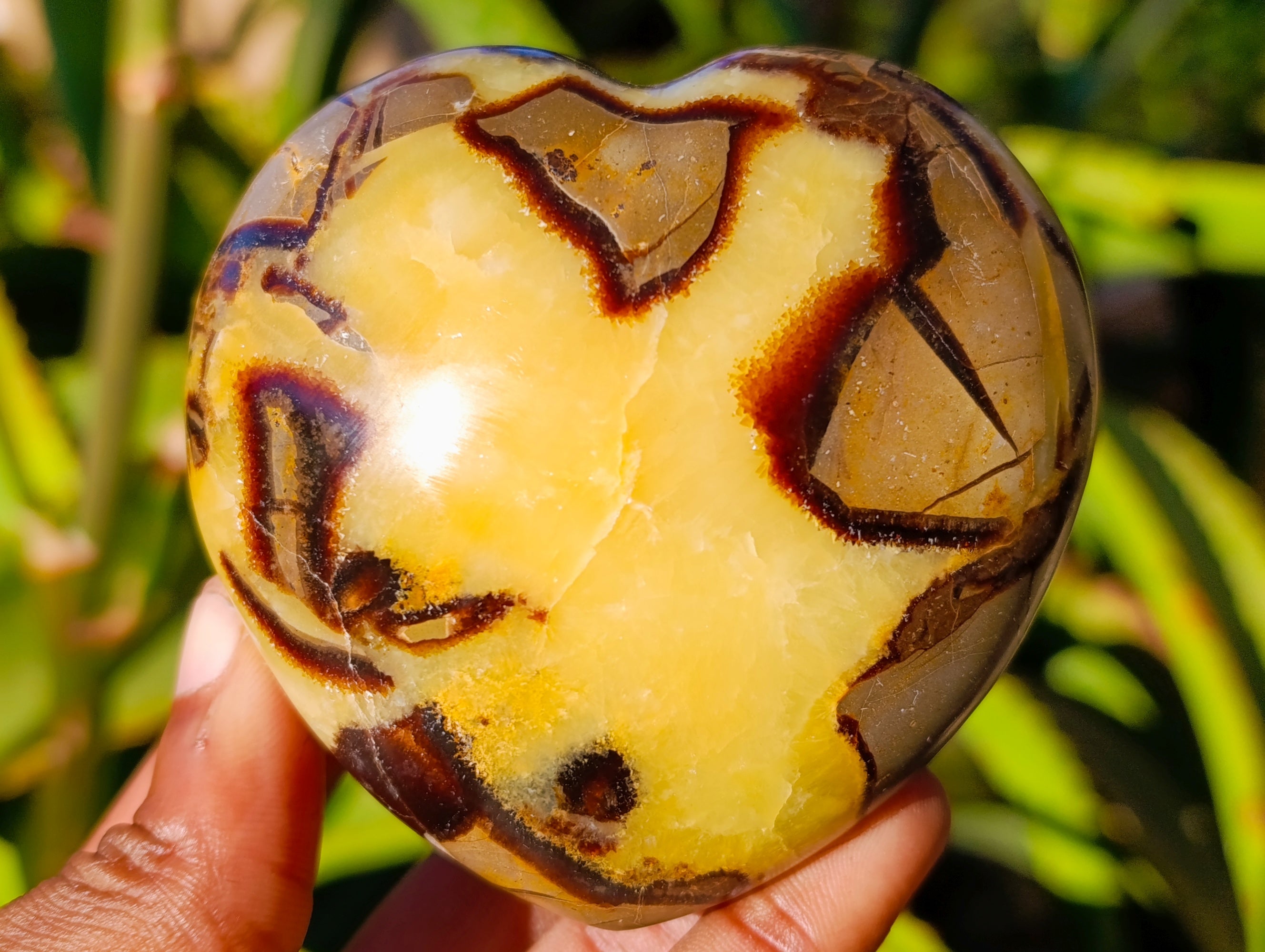 Polished Fossilized Septerye Hearts x 6 From Mahajanga, Madagascar - Toprock Gemstones and Minerals 