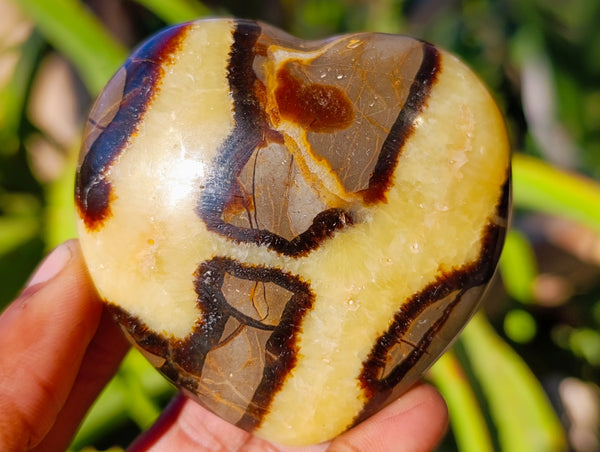 Polished Fossilized Septerye Hearts x 6 From Mahajanga, Madagascar