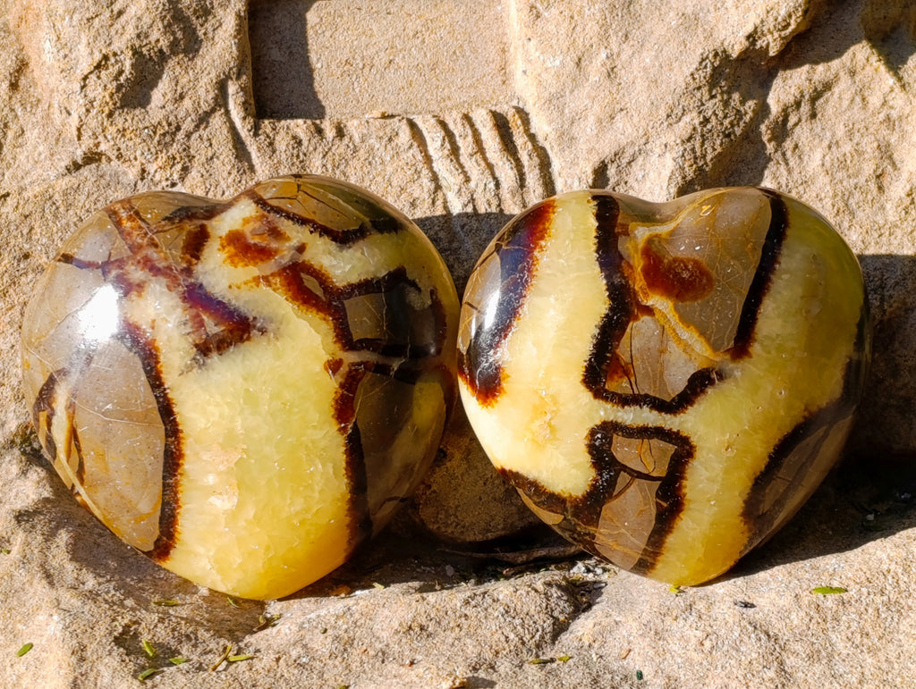 Polished Fossilized Septerye Hearts x 6 From Mahajanga, Madagascar - Toprock Gemstones and Minerals 