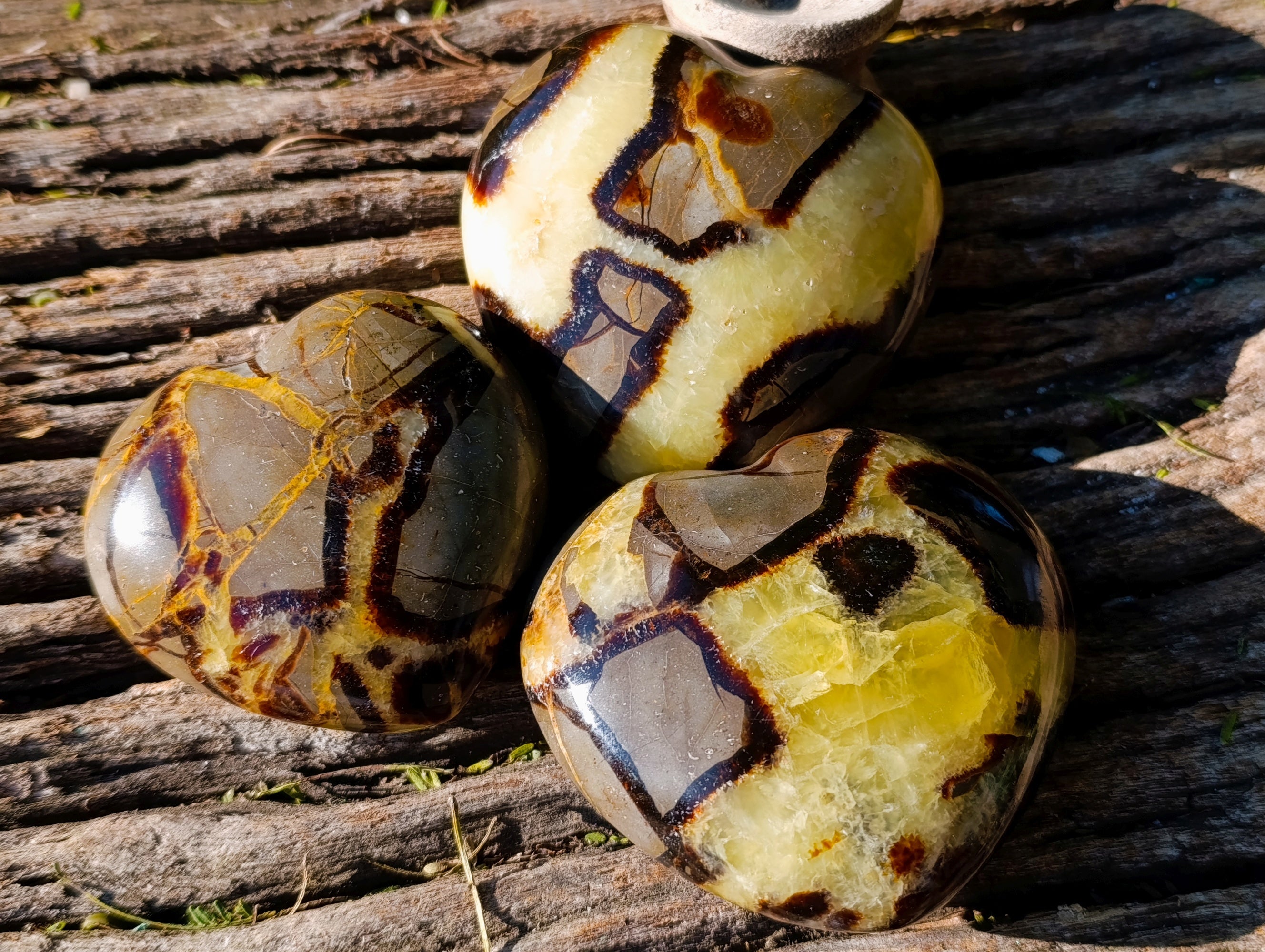 Polished Fossilized Septerye Hearts x 6 From Mahajanga, Madagascar - Toprock Gemstones and Minerals 