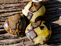 Polished Fossilized Septerye Hearts x 6 From Mahajanga, Madagascar