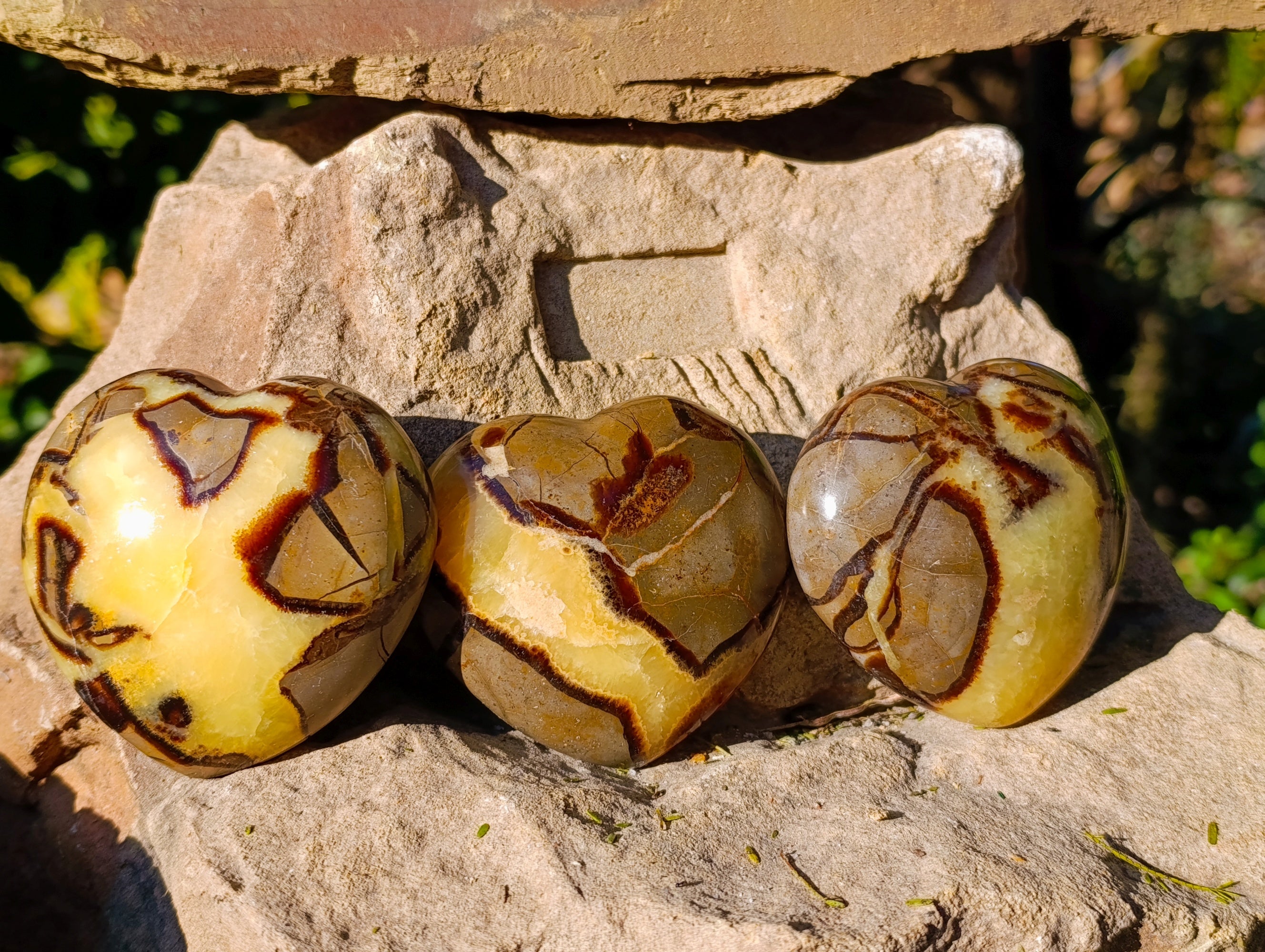 Polished Fossilized Septerye Hearts x 6 From Mahajanga, Madagascar - Toprock Gemstones and Minerals 