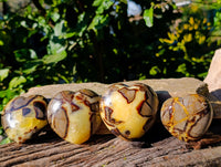 Polished Fossilized Septerye Hearts x 6 From Mahajanga, Madagascar
