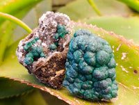 Natural Ball Malachite and Drusy Quartz On Dolomite Matrix Specimens x 6 From Kambove, Congo