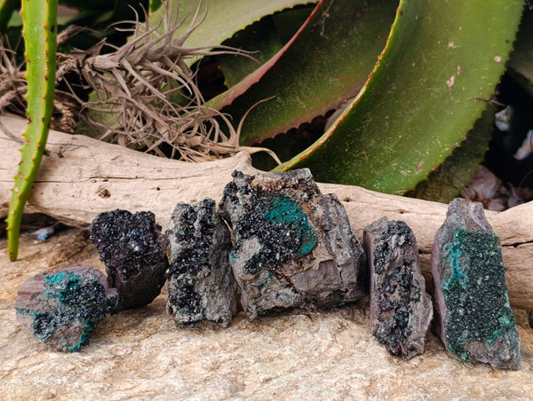 Natural Libethenite Crystals On Dolomite Matrix Specimens x 6 From Shituru, Congo