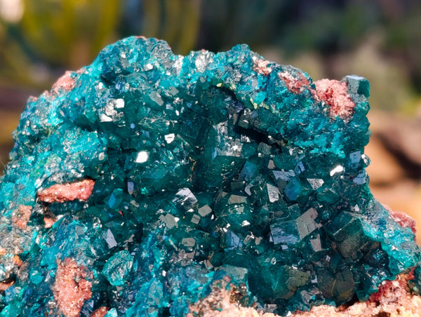 Natural Classic Dioptase On Dolomite Cabinet Specimen x 1 From Likasi, Congo