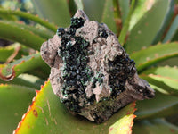 Natural Libethenite Crystals On Dolomite Matrix Specimens x 6 From Shituru, Congo