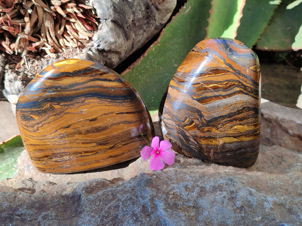 Polished Golden River Tigers Eye Standing Free Forms x 2 From Prieska, South Africa