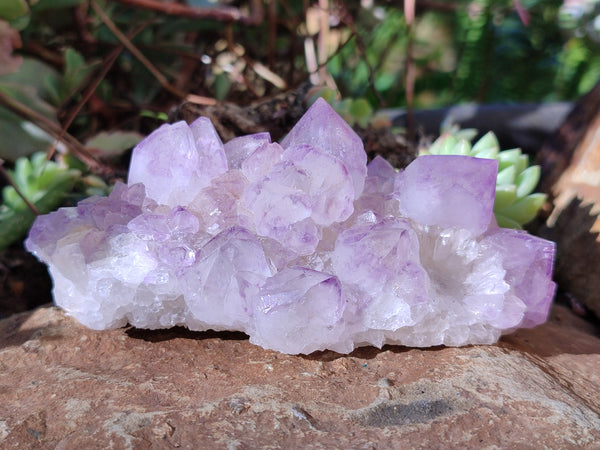 Natural Sunburst Amethyst Spirit Quartz Clusters x 6 From South Africa