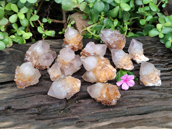 Natural Smokey Ametrine Cactus Flower Spirit Quartz Clusters x 12 From South Africa