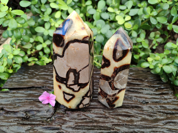 Polished Fossilized Septerye Points x 2 From Mahajanga, Madagascar