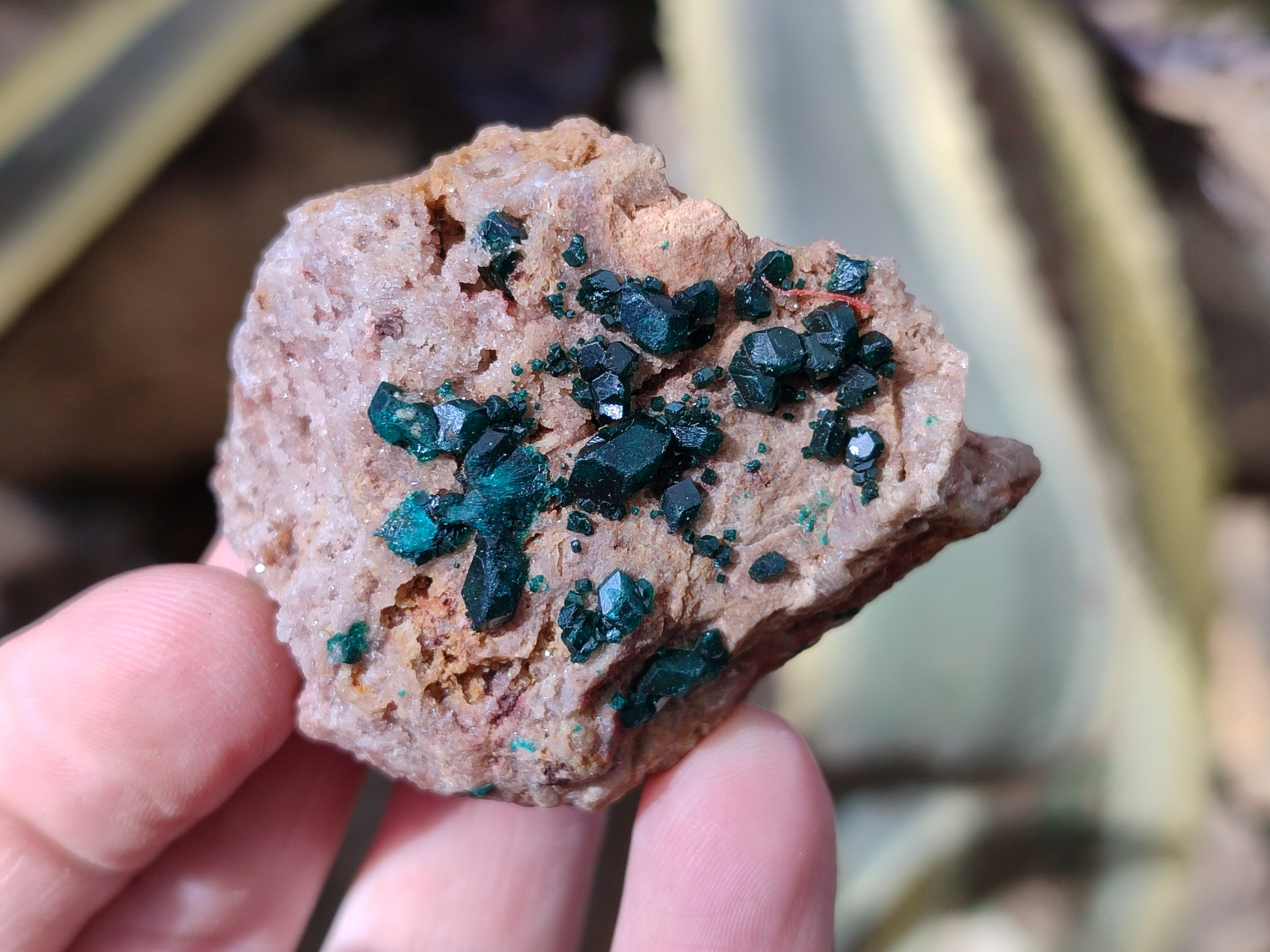Natural Dioptase On Dolomite Specimens x 12 From Likasi, Congo - Toprock Gemstones and Minerals 