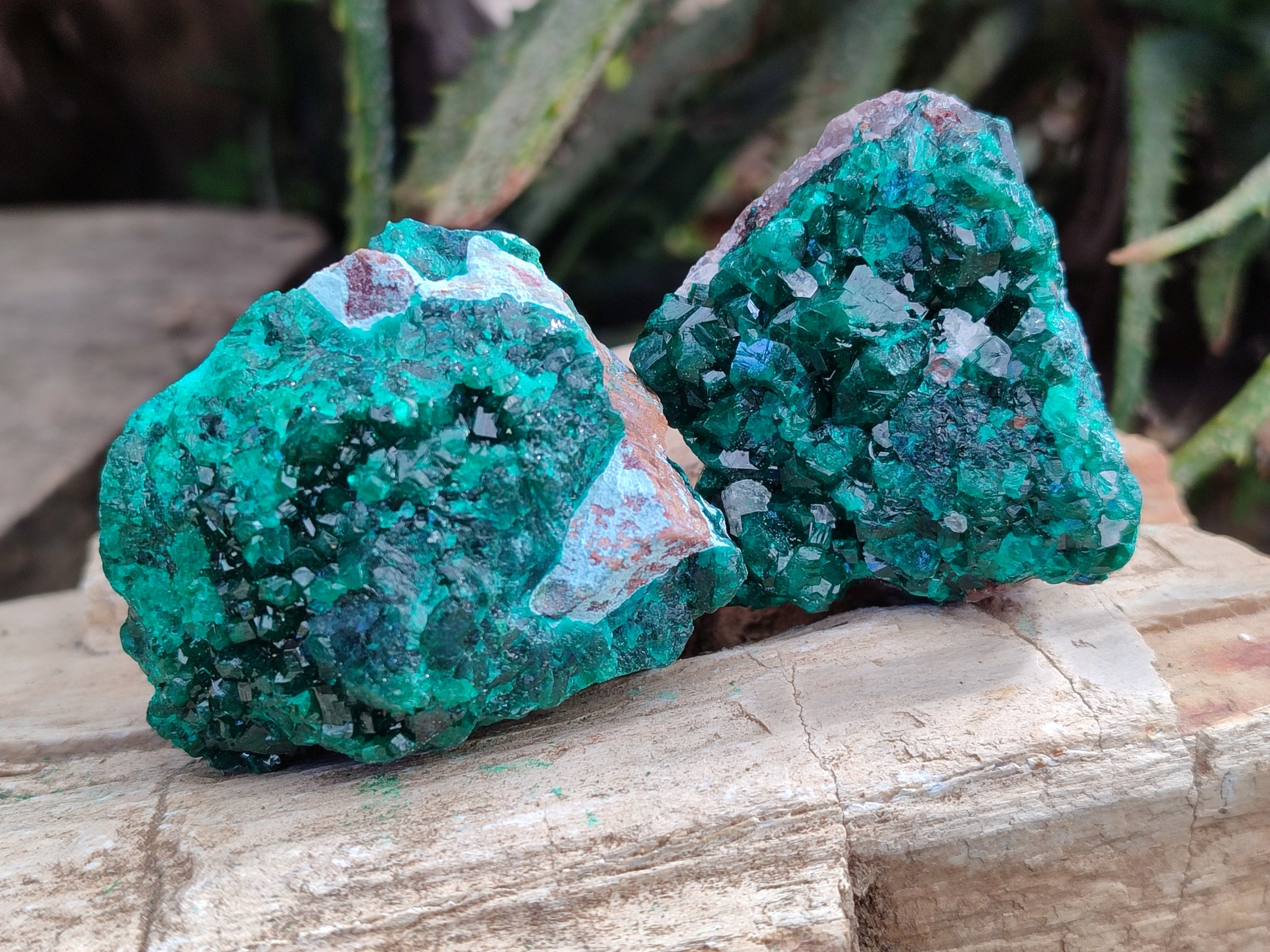 Natural Dioptase On Dolomite Specimens x 12 From Likasi, Congo - Toprock Gemstones and Minerals 