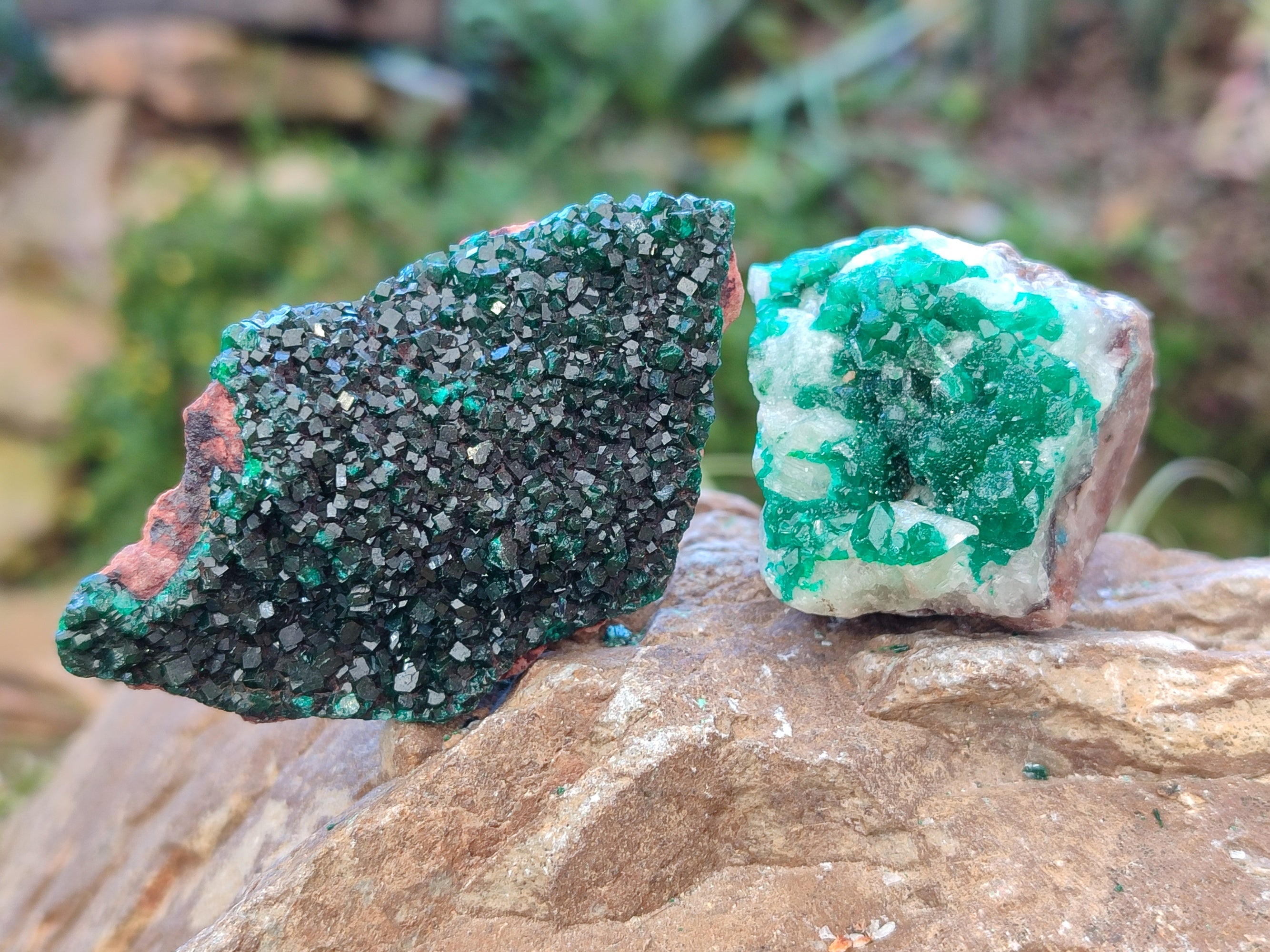 Natural Dioptase On Dolomite Specimens x 12 From Likasi, Congo - Toprock Gemstones and Minerals 