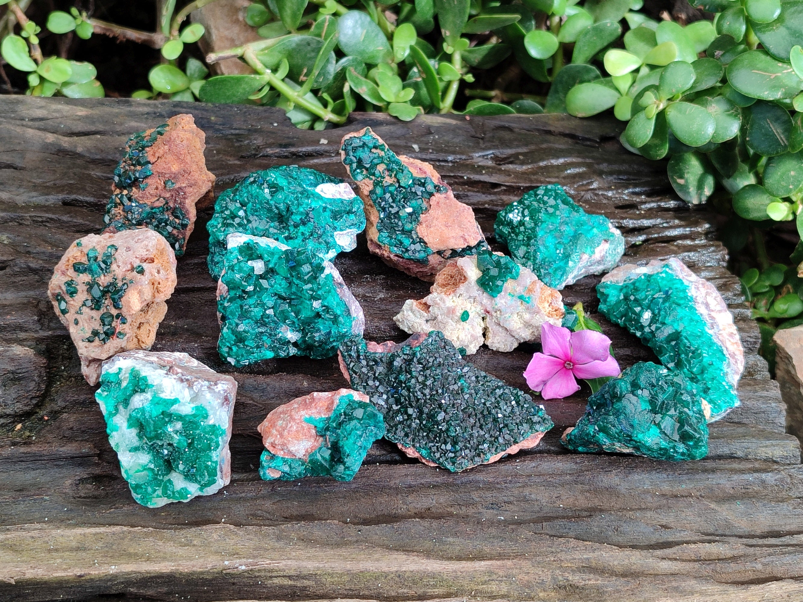 Natural Dioptase On Dolomite Specimens x 12 From Likasi, Congo - Toprock Gemstones and Minerals 