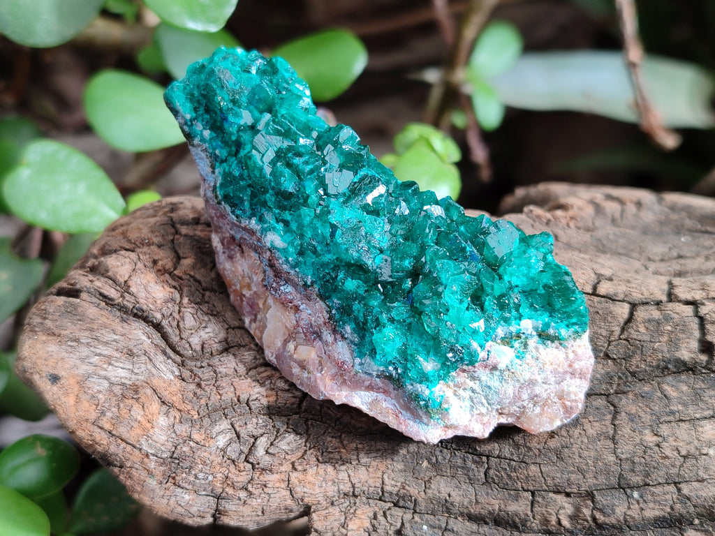 Natural Dioptase On Dolomite Specimens x 12 From Likasi, Congo - Toprock Gemstones and Minerals 