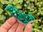 Natural Dioptase On Dolomite Specimens x 12 From Likasi, Congo - Toprock Gemstones and Minerals 