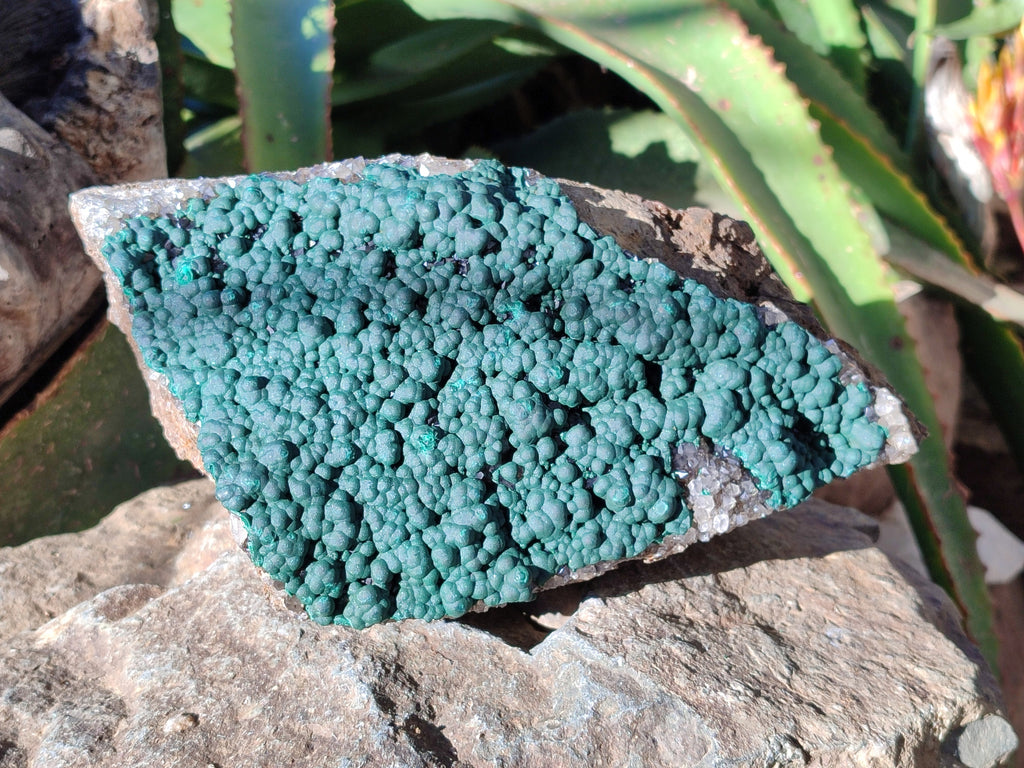 Natural Botryoidal Ball Malachite on Dolomite Matrix Specimen x 1 From Kambove, Congo - Toprock Gemstones and Minerals 