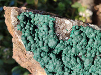 Natural Botryoidal Ball Malachite on Dolomite Matrix Specimen x 1 From Kambove, Congo