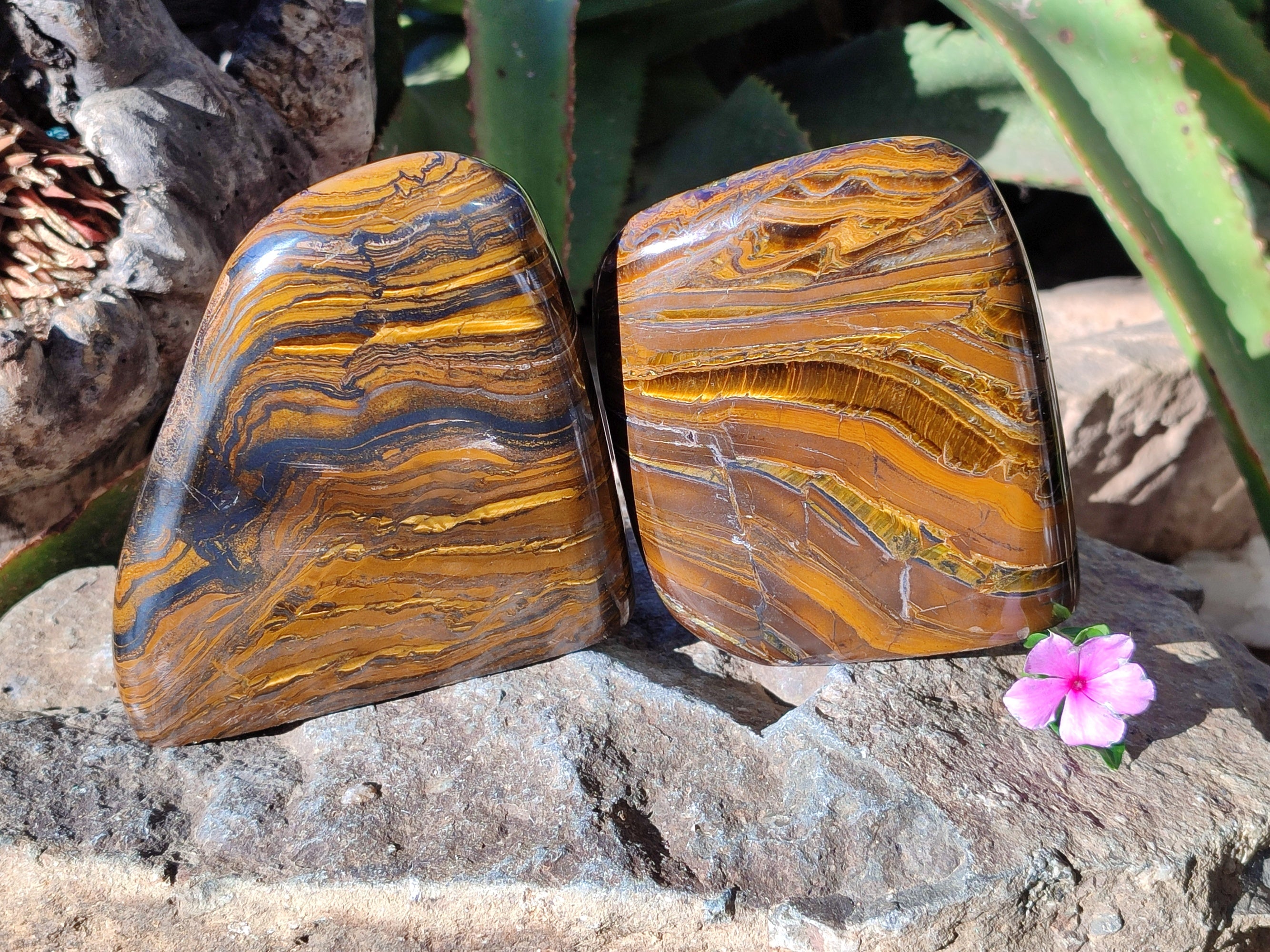 Polished Golden River Tigers Eye Standing Free Forms x 2 From Prieska, South Africa - Toprock Gemstones and Minerals 