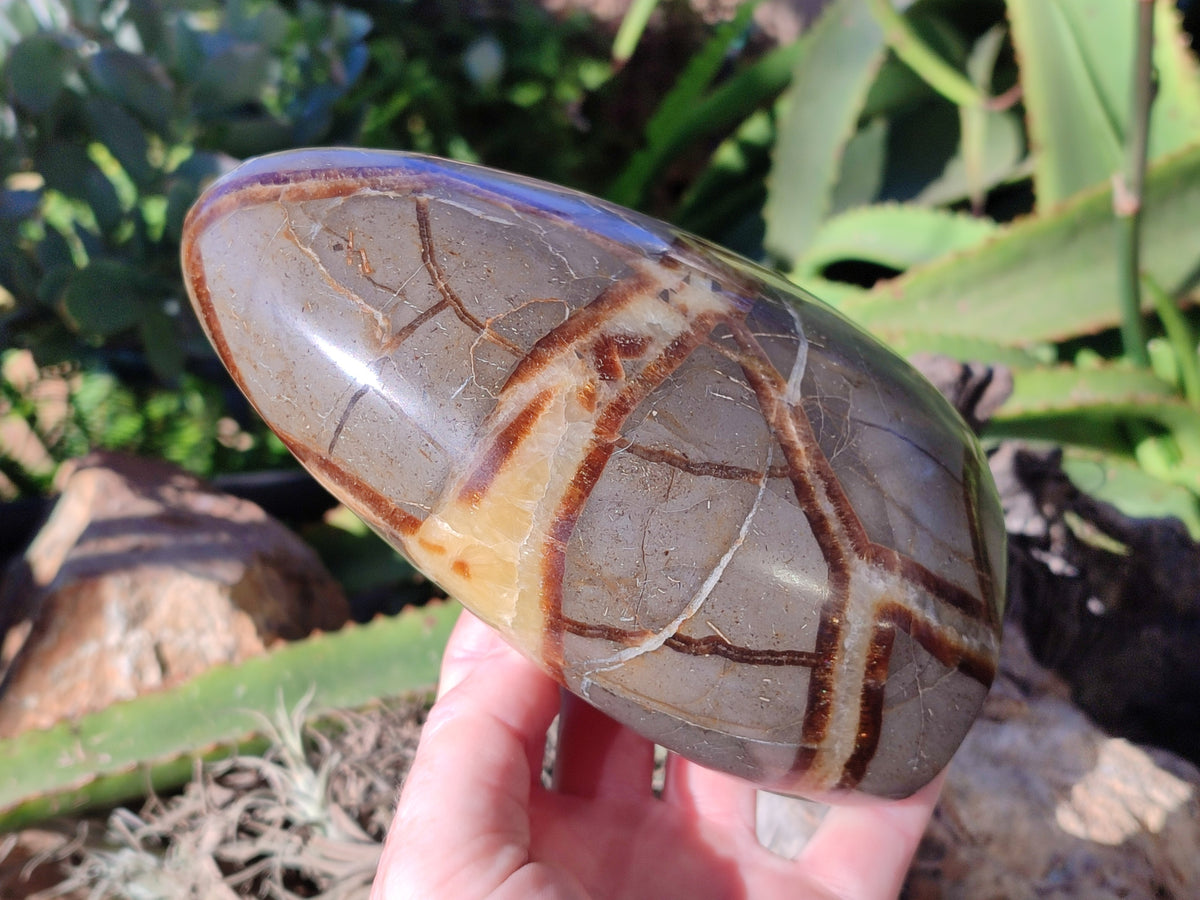 Polished Fossilized Septerye Standing Free Forms x 2 From Mahajanga, Madagascar - Toprock Gemstones and Minerals 