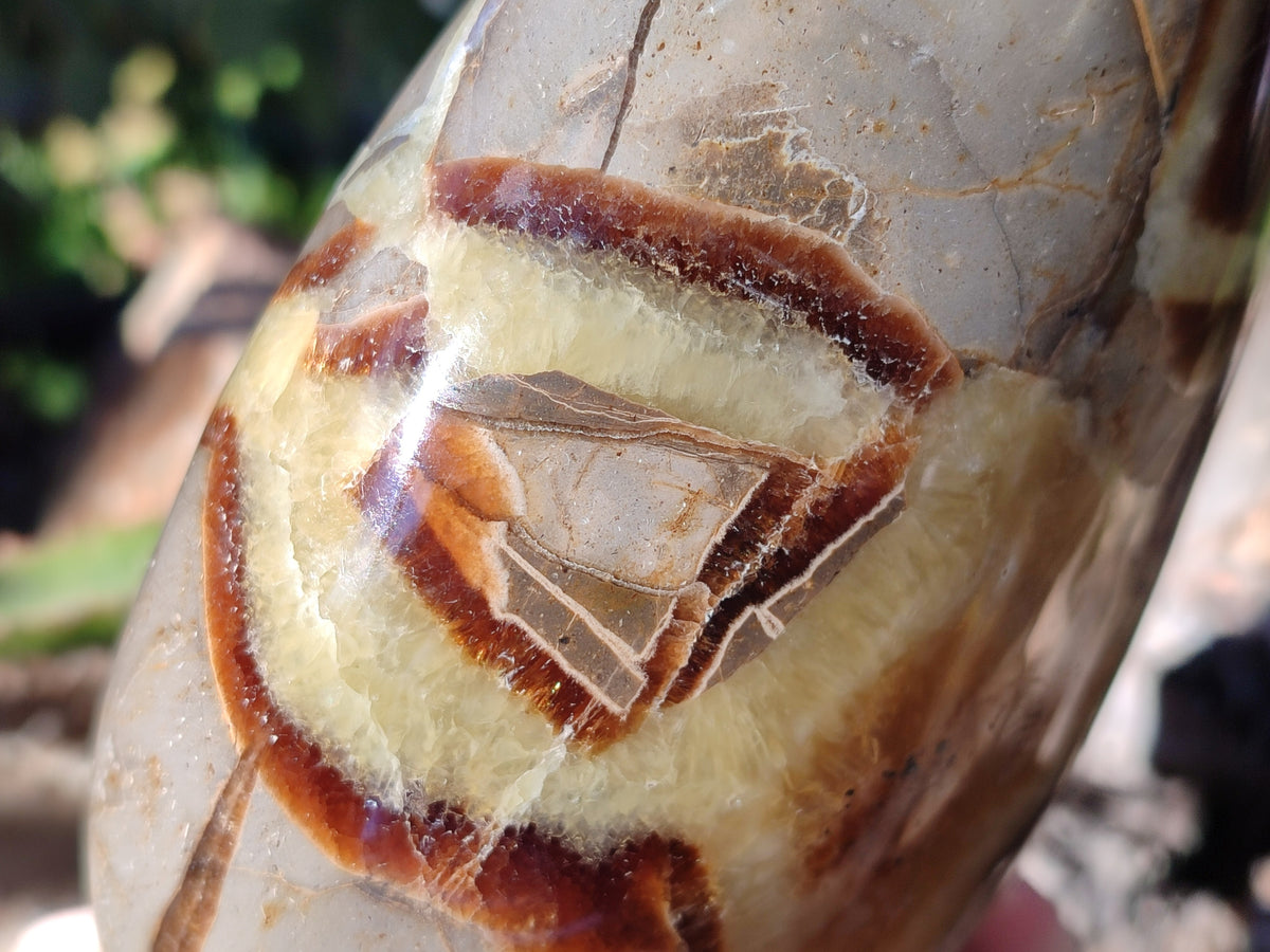 Polished Fossilized Septerye Standing Free Forms x 2 From Mahajanga, Madagascar - Toprock Gemstones and Minerals 