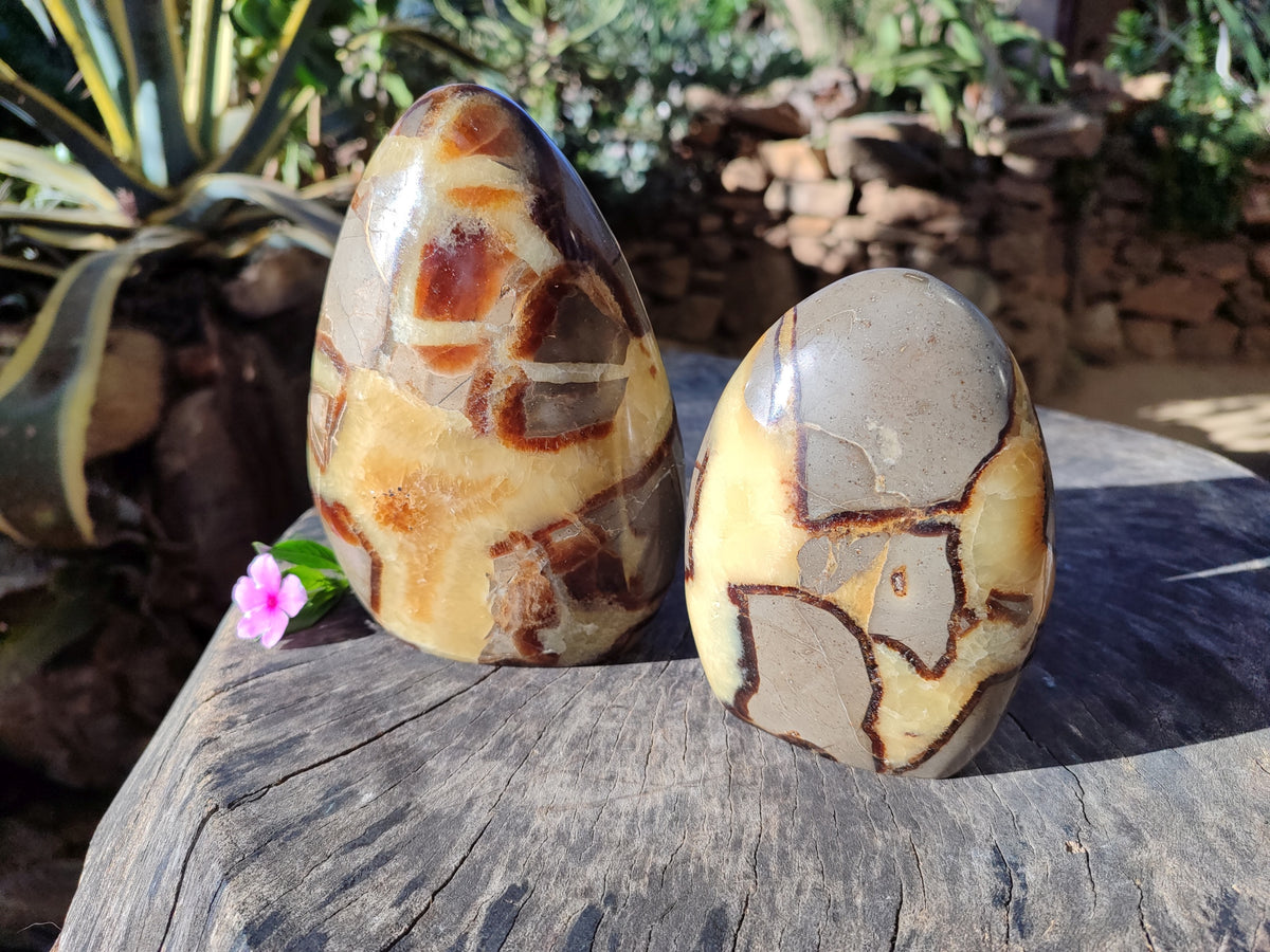 Polished Fossilized Septerye Standing Free Forms x 2 From Mahajanga, Madagascar - Toprock Gemstones and Minerals 