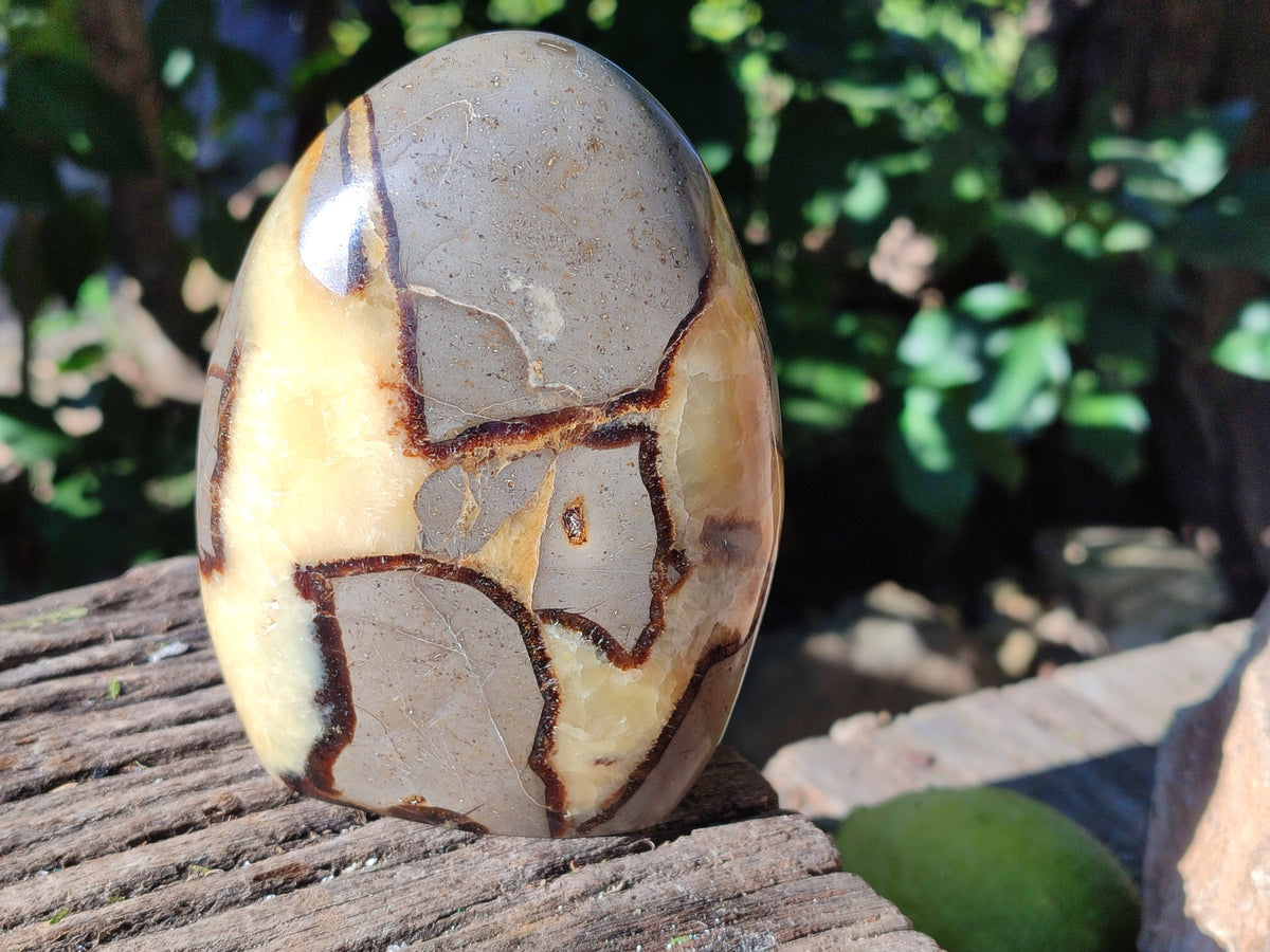 Polished Fossilized Septerye Standing Free Forms x 2 From Mahajanga, Madagascar - Toprock Gemstones and Minerals 